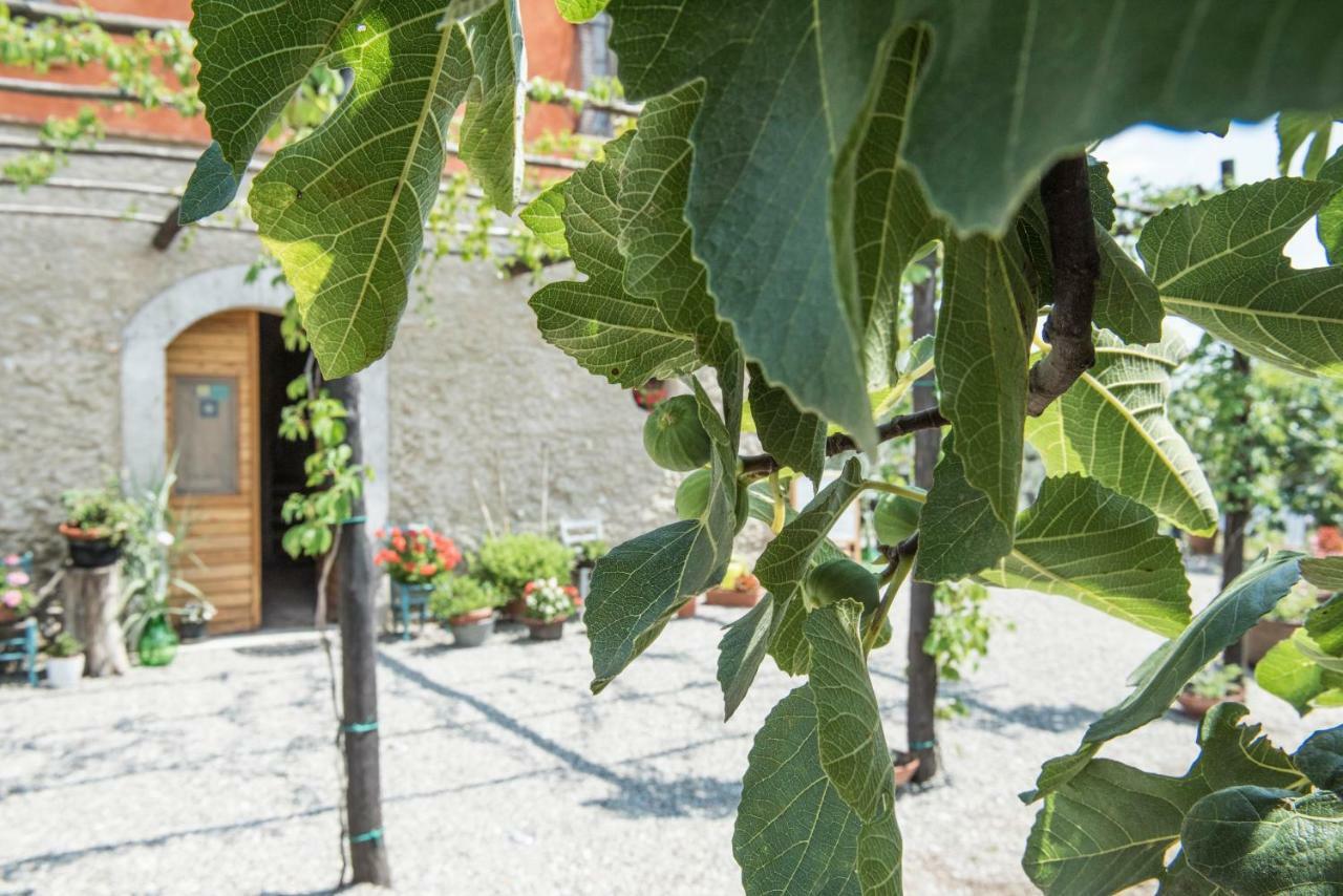 B&B Rifugio Tra Gli Ulivi 坎帕尼亚 外观 照片